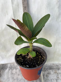 Euphorbia Milii 18 KARAT Crown of Thorns Corona De Cristo Cactus Thai Hybrid