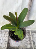 Euphorbia Milii 18 KARAT Crown of Thorns Corona De Cristo Cactus Thai Hybrid