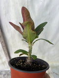 Euphorbia Milii 18 KARAT Crown of Thorns Corona De Cristo Cactus Thai Hybrid
