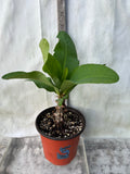 Euphorbia Milii SNOWFIRE Crown of Thorns  Corona de Cristo