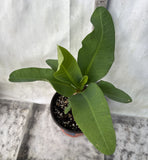 Euphorbia Milii SNOWFIRE Crown of Thorns  Corona de Cristo