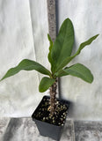 Euphorbia Milii SETHEE CHIANG MAI Crown Of Thorns  Corona de Cristo Cactus Succulents