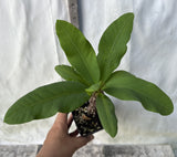 Euphorbia Milii SETHEE CHIANG MAI Crown Of Thorns  Corona de Cristo Cactus Succulents