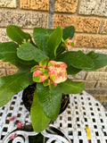 Euphorbia Milii PEACH DELIGHT Crown Of Thorns Cactus/Succulent Rare Tropicals