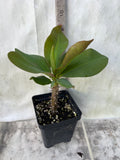 Euphorbia Milii UDOM PHON Crown of Thorns Corona de Cristo Cactus Thai Hybrid