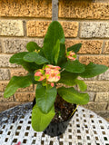 Euphorbia Milii PEACH DELIGHT Crown Of Thorns Cactus/Succulent Rare Tropicals