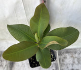Euphorbia Milii UDOM PHON Crown of Thorns Corona de Cristo Cactus Thai Hybrid