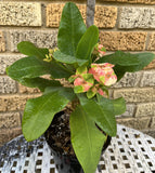 Euphorbia Milii PEACH DELIGHT Crown Of Thorns Cactus/Succulent Rare Tropicals