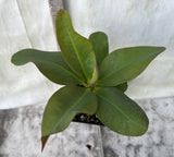 Euphorbia Milii UDOM PHON Crown of Thorns Corona de Cristo Cactus Thai Hybrid
