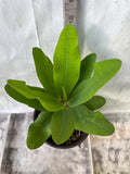 Euphorbia Milii BELLA Crown of Thorns Corona De Cristo Thai Hybrid