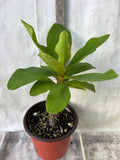 Euphorbia Milii LOVE ME TENDER Crown of Thorns Corona de Cristo
