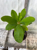 Euphorbia Milii LOVE ME TENDER Crown of Thorns Corona de Cristo
