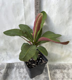 Euphorbia Milii Jade Bird Crown Of Thorns Corona de Cristo Succulents
