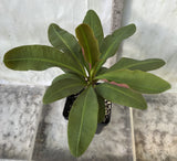 Euphorbia Milii Jade Bird Crown Of Thorns Corona de Cristo Succulents