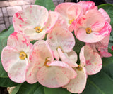 Euphorbia Milii DIVINA (Patum Rad) Crown of Thorns Corona de Cristo