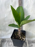 Euphorbia Milii LUCKY JADE Crown of Thorns Corona de Cristo Cactus/Succulents