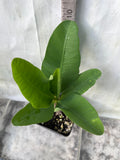 Euphorbia Milii LUCKY JADE Crown of Thorns Corona de Cristo Cactus/Succulents