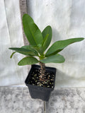 Euphorbia Milii LUCKY JADE Crown of Thorns Corona de Cristo Cactus/Succulents