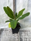 Euphorbia Milii MIKAELA Crown of Thorns Corona de Cristo Succulent/Cactus