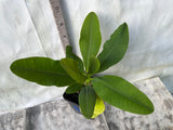 Euphorbia Milii MIKAELA Crown of Thorns Corona de Cristo Succulent/Cactus
