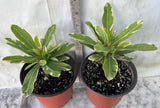 Crown of Thorns Euphorbia Milii Variegated PINK CHARM Corona de Cristo Poysean
