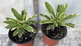 Crown of Thorns Euphorbia Milii Variegated PINK CHARM Corona de Cristo Poysean