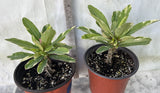 Crown of Thorns Euphorbia Milii Variegated PINK CHARM Corona de Cristo Poysean
