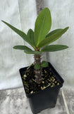 Euphorbia Milii SILVER BELL Crown Of Thorns  Poysean Corona De Cristo