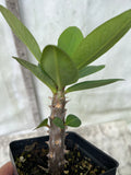 Euphorbia Milii SILVER BELL Crown Of Thorns  Poysean Corona De Cristo