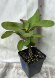 Euhorbia Milii Crown Of Thorns Corona de Cristo PAPERINA