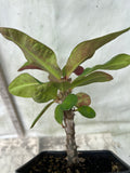 Euhorbia Milii Crown Of Thorns Corona de Cristo PAPERINA