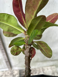 Euhorbia Milii Crown Of Thorns Corona de Cristo PAPERINA