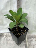 Euphorbia Milii EK VILAI Crown of Thorns  Corona de Cristo Succulent Tropicals