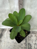 Euphorbia Milii EK VILAI Crown of Thorns  Corona de Cristo Succulent Tropicals