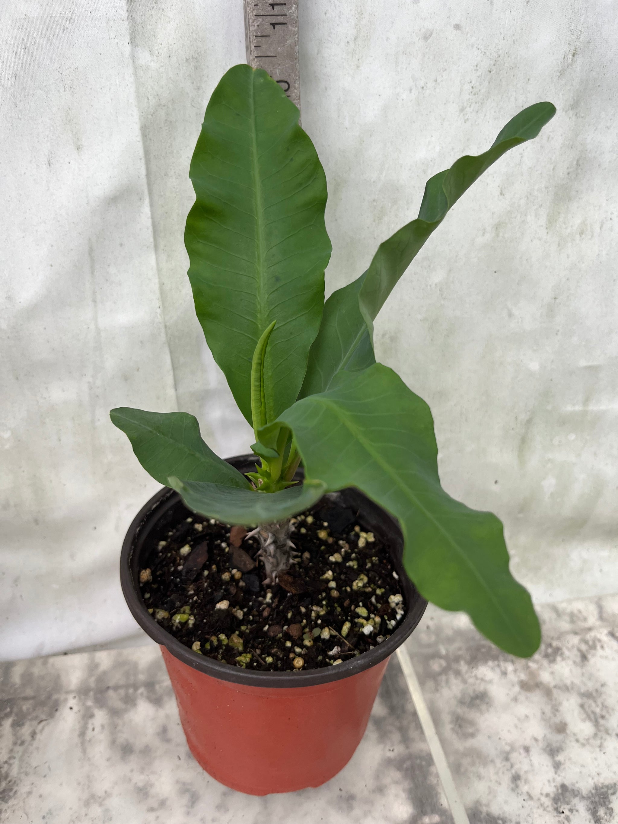 Euphorbia Milii MOONLIGHT JADE Crown of Thorns Corona de Cristo