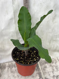 Euphorbia Milii MOONLIGHT JADE Crown of Thorns Corona de Cristo Cactus/Succulent