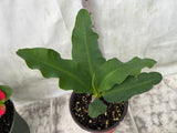 Euphorbia Milii MOONLIGHT JADE Crown of Thorns Corona de Cristo Cactus/Succulent