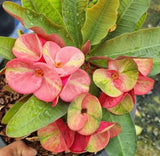 Euphorbia Milii Siam Sunshine Crown of Thorns – Starter Cutting