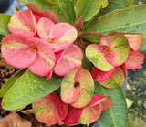 Euphorbia Milii SIAM SUNSHINE Crown of Thorns Corona De Cristo