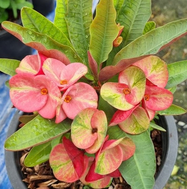 crown of thorns plant Euphorbia Milii SIAM SUNSHINE Crown of Thorns Corona De Cristo – Euphorbia  Milii Garden (Crown Of Thorns)