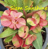 Euphorbia Milii Siam Sunshine Crown of Thorns – Starter Cutting