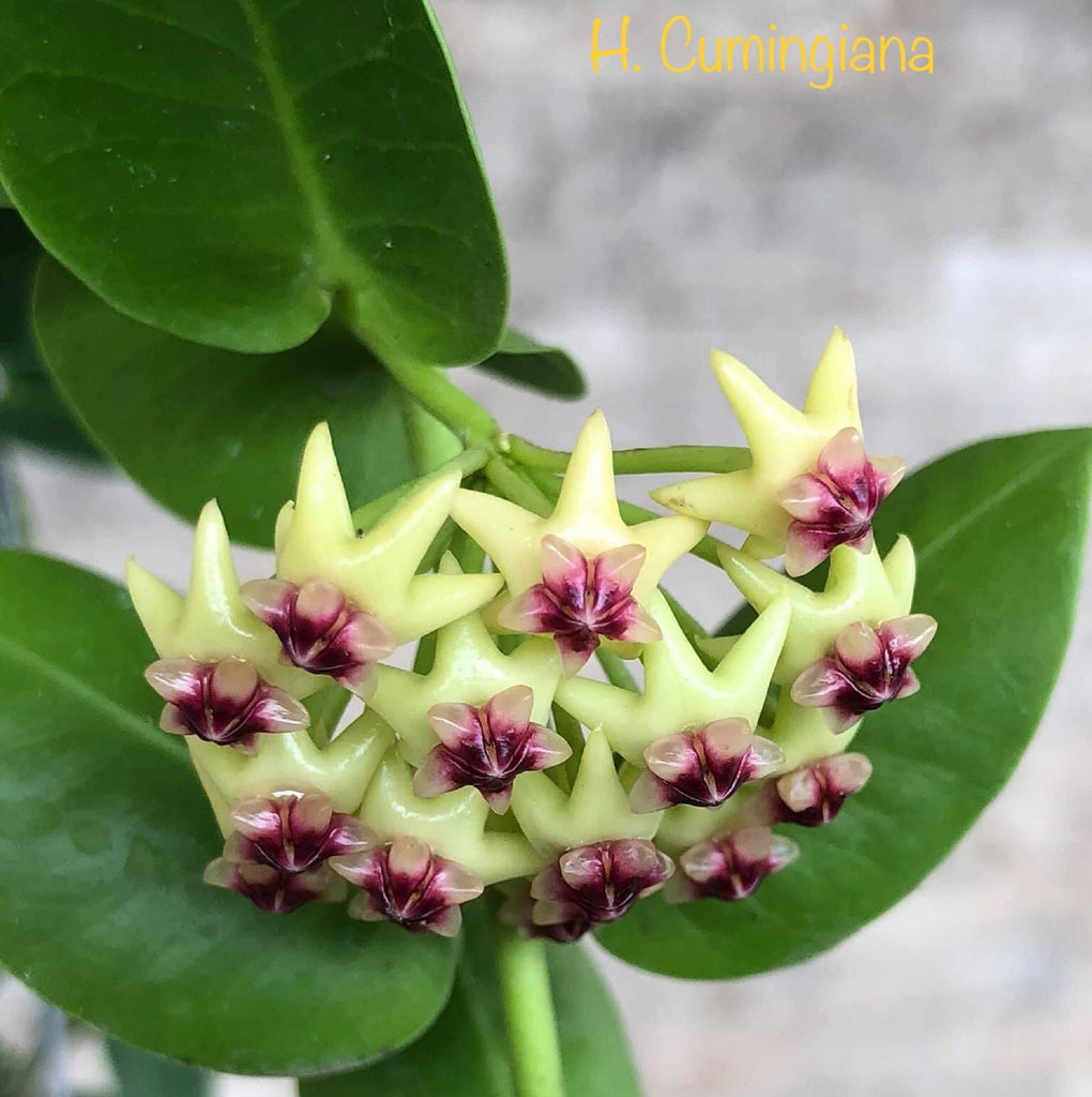 indoor vine plants with flowers Hoya Cummingiana Porcelain Flower Wax Vine Flor de Cera Indoor Plant – Euphorbia Milii Garden (Crown Of Thorns)