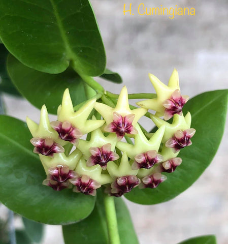Hoya Cummingiana Porcelain Flower Wax Vine Flor de Cera Indoor Plant –  Euphorbia Milii Garden (Crown Of Thorns)