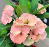 Euphorbia Milii FADED GLORY Crown of Thorns Corona De Cristo Cactus