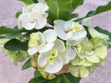 Euphorbia Milii Crown of Thorns "Southern Elegance" Thai Hybrid Coronas de Cristo