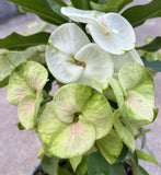 Euphorbia Milii Crown of Thorns "Southern Elegance" Thai Hybrid Coronas de Cristo