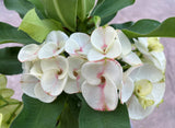 Euphorbia Milii Crown of Thorns "Southern Elegance" Thai Hybrid Coronas de Cristo