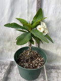 Euhorbia Milii Crown Of Thorns SUNNY SIDE UP Corona de Cristo New Hybrid