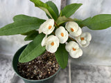 Euhorbia Milii Crown Of Thorns SUNNY SIDE UP Corona de Cristo New Hybrid
