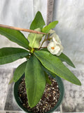 Euhorbia Milii Crown Of Thorns SUNNY SIDE UP Corona de Cristo New Hybrid